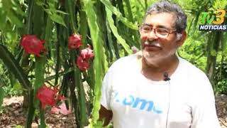 Producción de Pitahaya en San Rafael Veracruz [upl. by Giacinta]