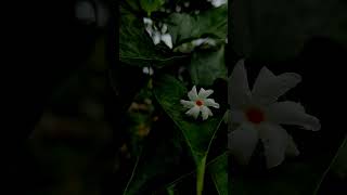 Night  flowering Jasmine nature natureshorts flowers [upl. by Inahpit447]