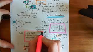 Receptor Tyrosine Kinases Part 6 [upl. by Nagud586]