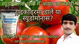 pseudomonaspseudomonas uses in agriculturepseudomonas fluorescensस्यूडोमोनास बैक्टीरियासूडोमोनास [upl. by Litch]