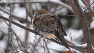 Tourterelle triste sous la neige [upl. by Mandell]