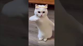 Качает😎 cats short memes [upl. by Valonia411]