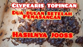 Ini hasil koloni lebah trigona clypearis topingan umur dua bulan [upl. by Alihs]