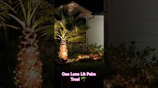 One Lone Lit Palm Tree🌴 [upl. by Aicyle76]