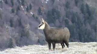 Chamois en hiver Hohneck  Vosges [upl. by Mercy]