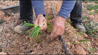 Plantamos cebollino ajos y patatas en menguante de enero [upl. by Elli]