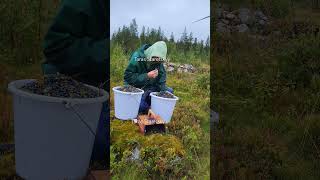 Berry picking tools harvesting blueberry wildberries [upl. by Kahlil241]