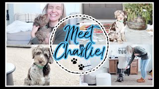 MEET CHARLIE  BRINGING HOME OUR NEW BORDOODLE PUPPY 2022 [upl. by Ekle673]