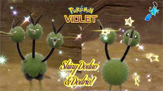 ✨Pokémon Violet SHINY DODRIO amp DODUO VIA MASS OUTBREAK✨ [upl. by Ruthven]