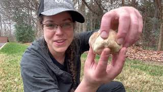 How to identify edible purplespored puffball mushrooms Calvatia cyanthiformis [upl. by Marvella]