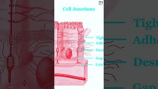 E03 Epithelial Tissue Simple Stratified Epithelium HiBody101 Histology amp Biology of Organ System [upl. by Yeblehs]