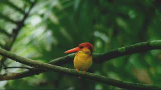 rufous backed kingfisher [upl. by Shellie]