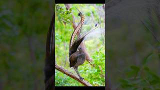 Best Mimicry Artist lyrebird birds [upl. by Atnoved]