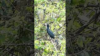 Black Wild Bird Water finchbaby wildbird nature finchbird birdlist wildlife bird birdspeci [upl. by Ahsyad]