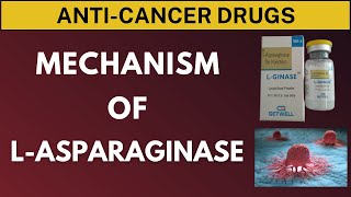 Mechanism of Action of LAsparaginase Anticancer Drug [upl. by Eseneg903]