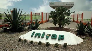 Biofertilizante micorrízico [upl. by Nitsirc]