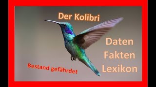 Der Kolibri [upl. by Norrat]