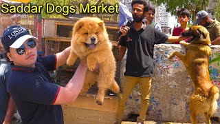 Saddar Dogs Market Karachi 5524  World Famous Dogs Chow Chow German Shepherd Pit bull Dog Husky [upl. by Karlens]