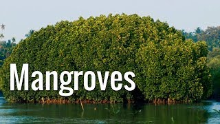 Mangroves  The Guardians of the Coasts [upl. by Yecart]