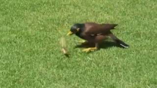 Praying Mantis gets PWNED by a bird [upl. by Rases]