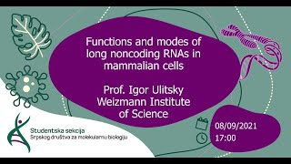 Functions and modes of long noncoding RNAs in mammalian cells [upl. by Ihtac]