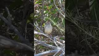 Rufouscrowned Sparrow Vocalizing in San Diego County CA Lake Poway birds wildlife nature [upl. by Llereg]