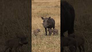 Wildlife  Piglets on walk with wild boar 🐗 wildlife animals warthogs [upl. by Yvonner962]