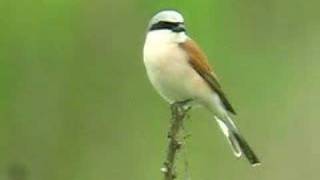 redbacked Shrike [upl. by Penn521]