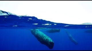 Behind the Scenes of Sperm Whale Cam  Blue Planet II BBC Earth [upl. by Melisse]