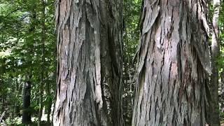 Shagbark Hickory Carya Ovata [upl. by Abrahan]