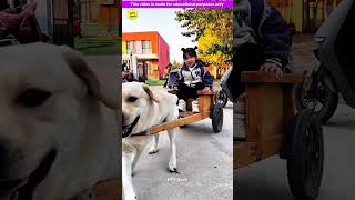 Smart genius pet dog 🐶😍 part3  Smart Appliances Kitchen Utensils Home Inventions MTS Gyan [upl. by Yelnik386]