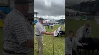 Sheep show animalfarming sheephusbandry livestockfarming youtubeshorts virlvideo [upl. by Reldnahc]