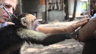 Isla Ometepe  Nicaragua WhiteFaced Capuchin Rescue [upl. by Elna494]