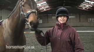 How and why we lunge a horse [upl. by Grete]