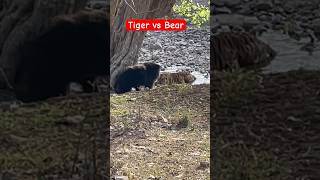 Tiger 🐅 vs Sloth Bear at Ranthambore national park 🙁🙁shorts tiger shortsfeed shortvideo bear [upl. by Suilmann410]