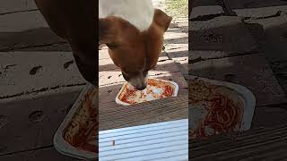 Dog eats spaghetti and meatballs 3 [upl. by Garth218]