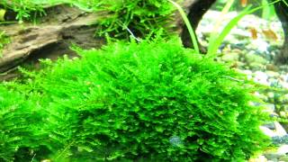 мох кристмас Christmas Moss quotVesicularia montagneiquot [upl. by Furiya880]