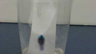 Paper Chromatography [upl. by Agustin431]