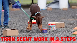 How to Train Your Dog for Scent Work Nosework in 3 Easy Steps [upl. by Aileon]