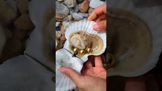 How Oysters Are Tricked Into Making Pearls [upl. by Afatsom466]