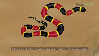 How to Tell the Difference Between a King Snake and a Coral Snake [upl. by Ronnoc29]