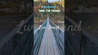 Suspension bridgeLive Sound🇨🇦 Fundy Trail Parkway📹AKharchenko 1024 fundy Trail parkway 4K [upl. by Tandy502]