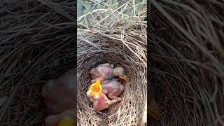 Babbler bird babies P 13 youtubeshorts viralshorts [upl. by Goerke636]