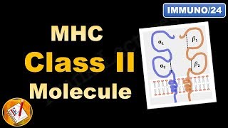 MHC Class II molecule  Structure and Role FLImmuno24 [upl. by Edualc]