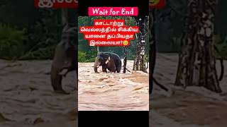 காட்டாற்று வெள்ளத்தில் சிக்கிய யானை தப்பியதா இல்லையா elephant forest river fighting nature yt [upl. by Ahsinrats33]