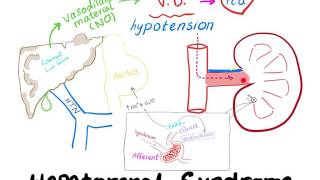 Hepatorenal Syndrome mechanism [upl. by Elleunamme]