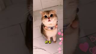 Cats and Their Secret Language Meowing Just for You 😺 shorts [upl. by Jehiel]