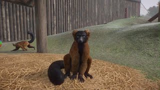 Planet Zoo Red Ruffed Lemur [upl. by Einaej]