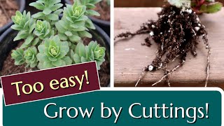 Grow Sedum from Cuttings Perennial Propagation [upl. by Higgs]