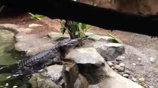 Feeding a Slender Snouted Crocodile from West Africa [upl. by Etteroma]